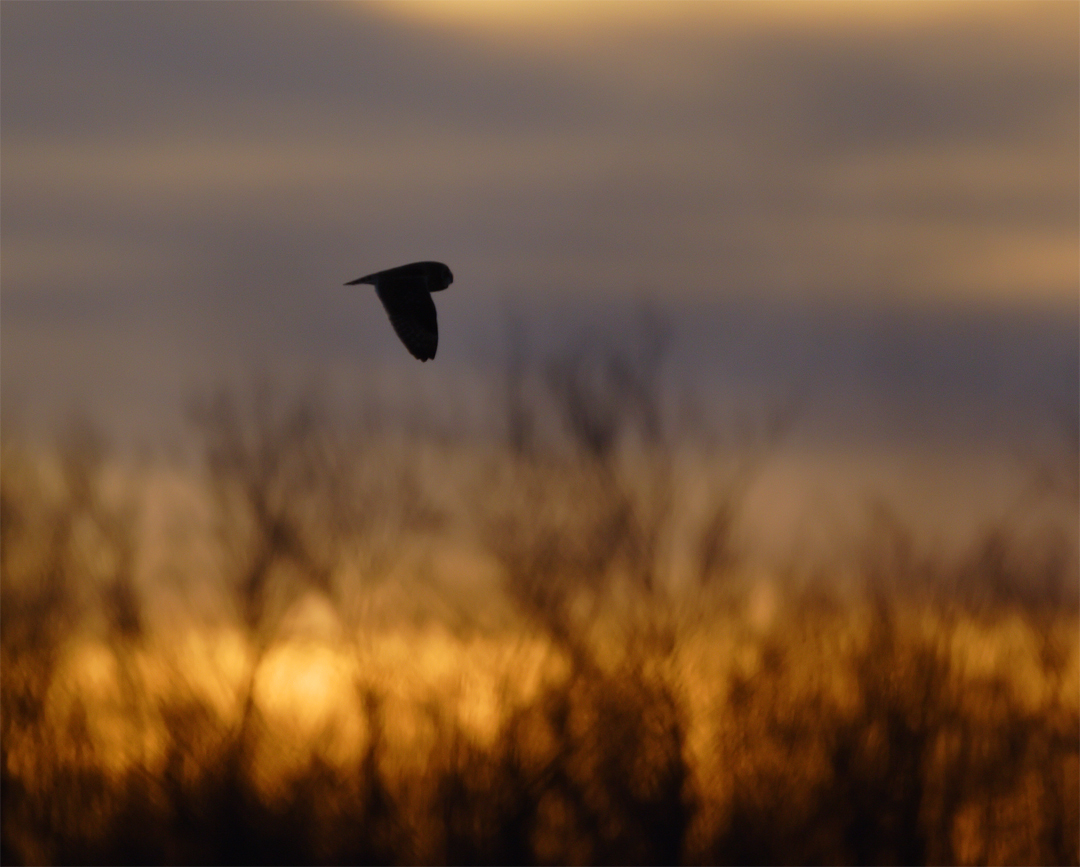 se-owl-at-sundown.jpg