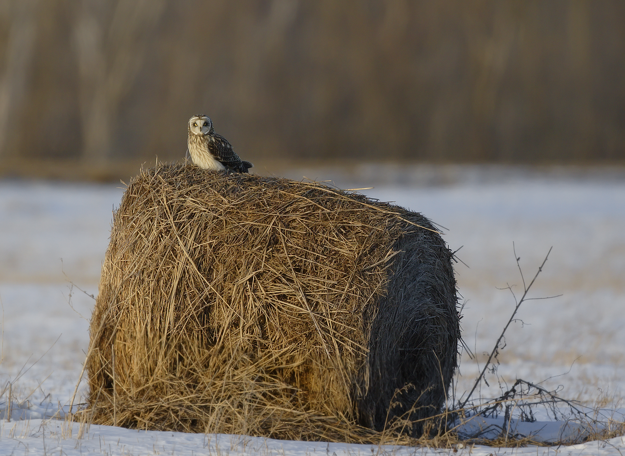 se-owl-on-hay-roll.jpg
