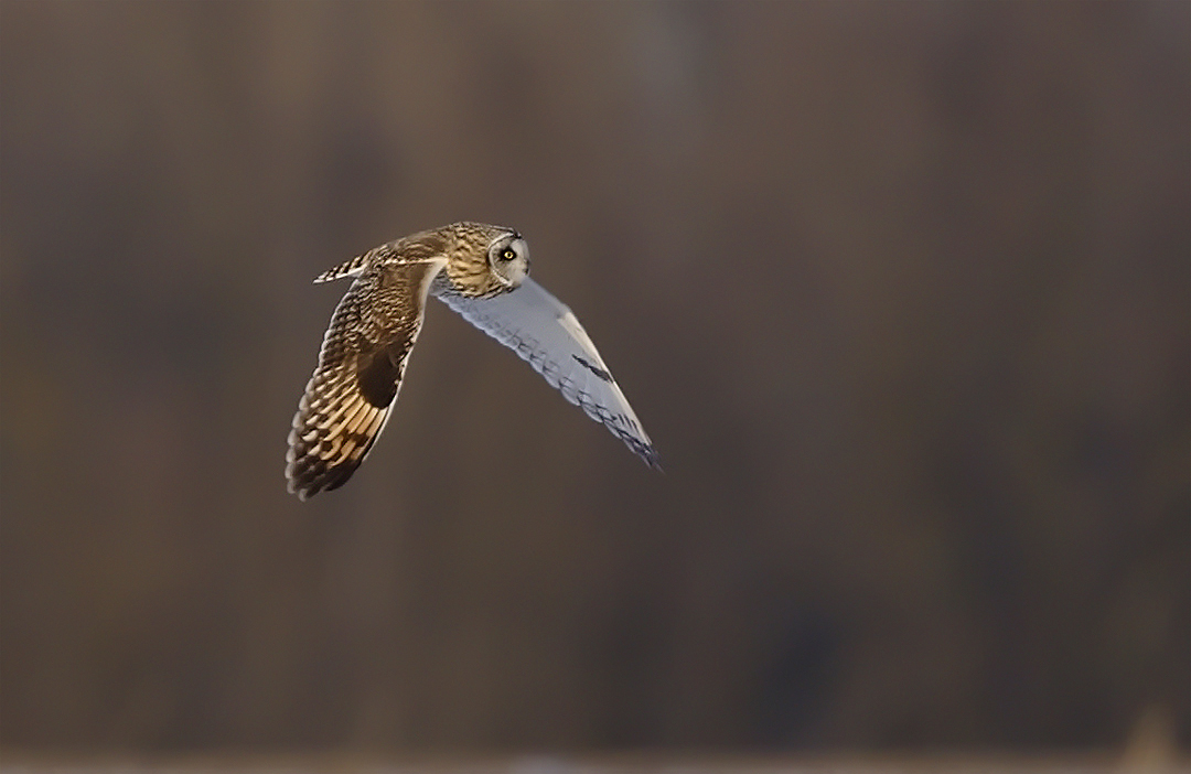 SE-Owl-flight.jpg