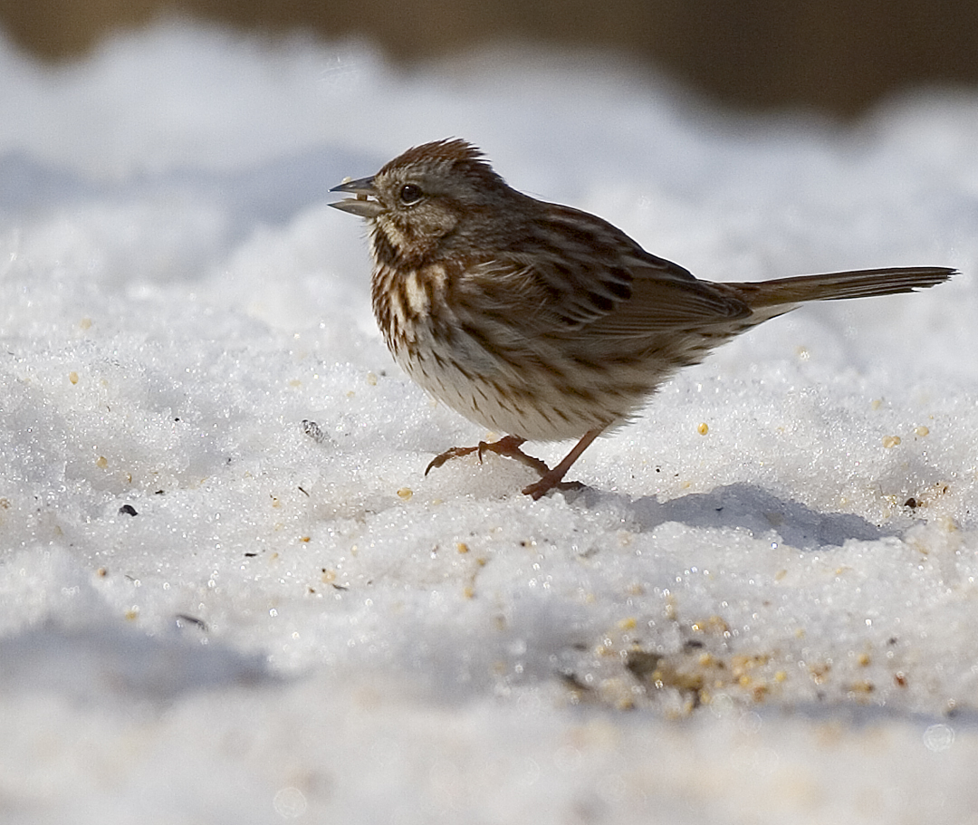 Song Sparrow