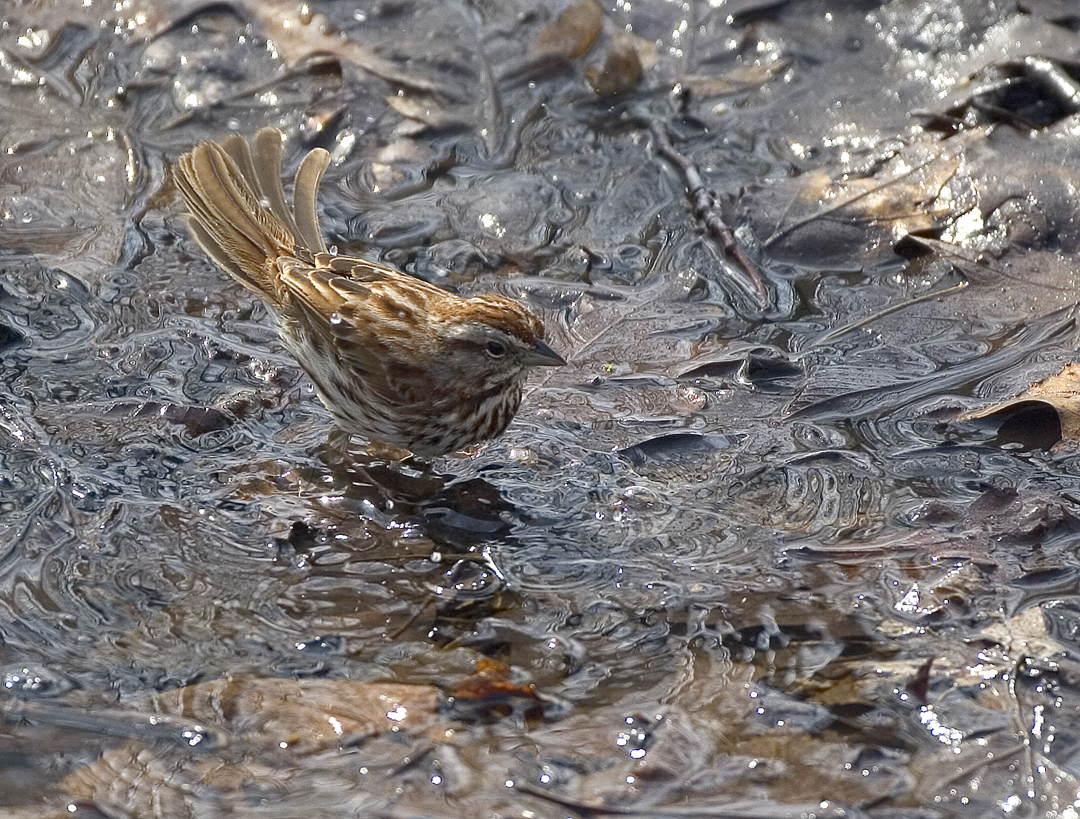 Song Sparrow bathing