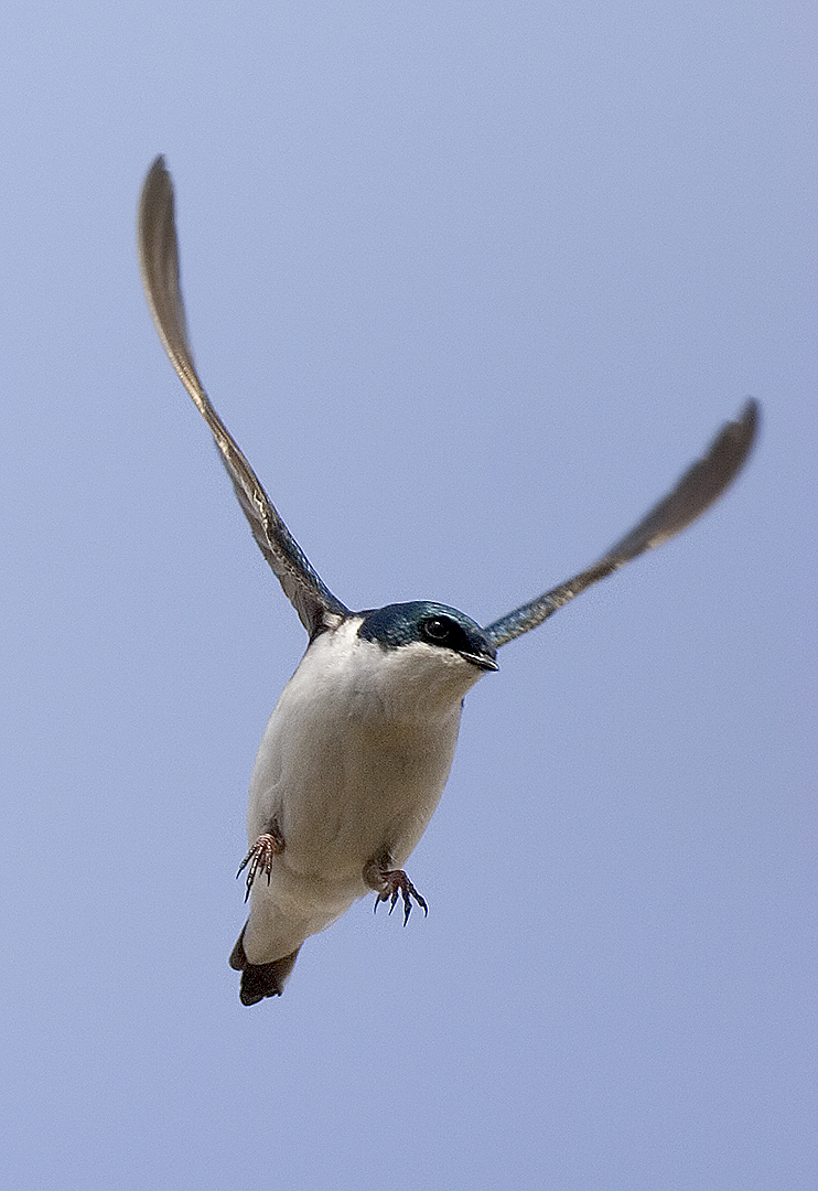 Tree Swallow 6.