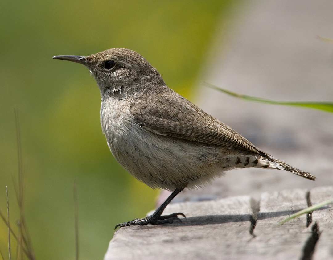 Rock Wren Portrait