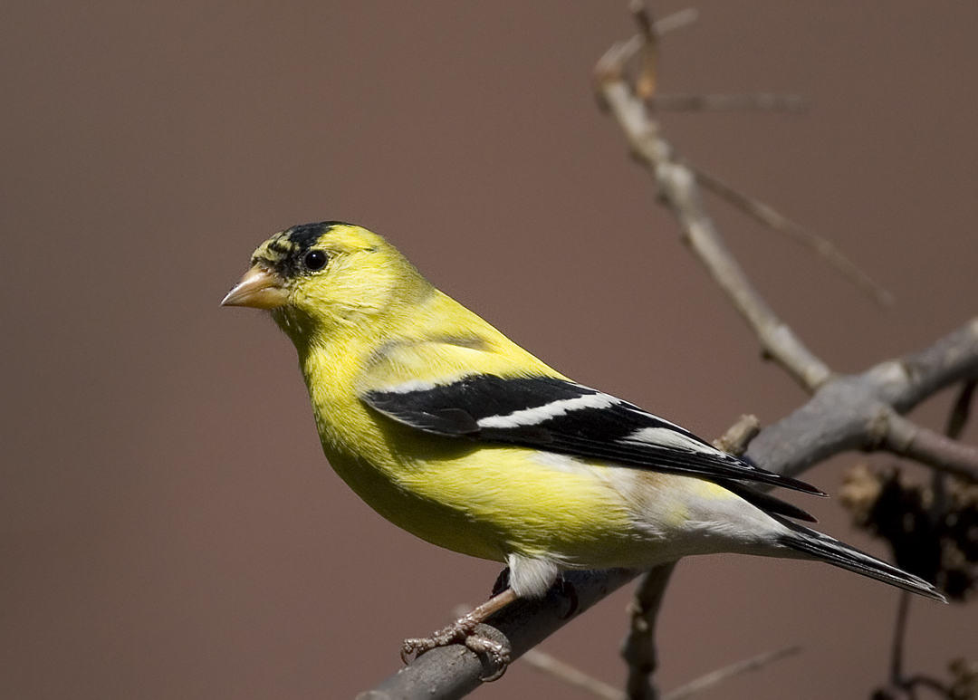 Goldfinch1