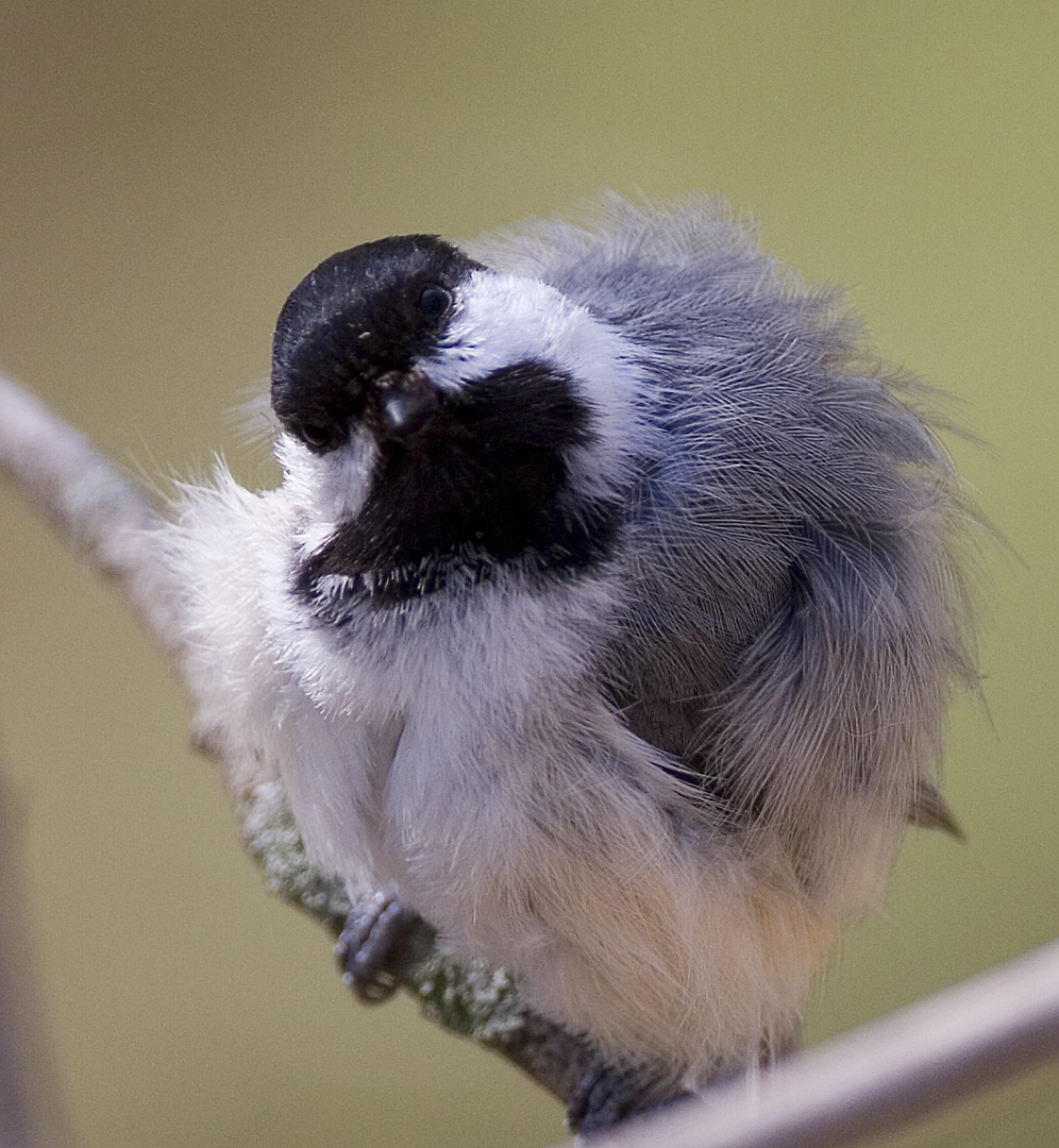 fluffy chickadee