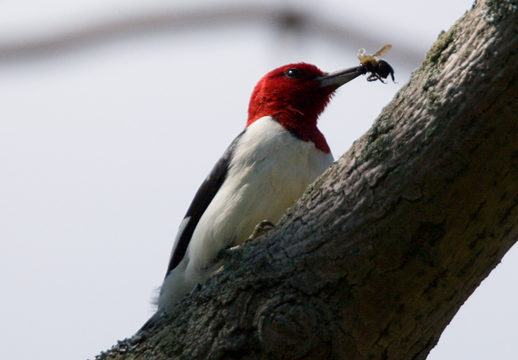 Red-headed with lunch