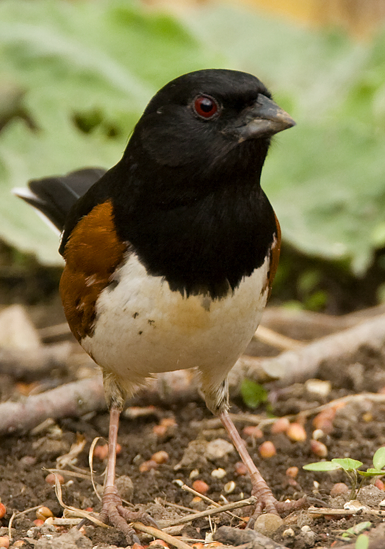 Eastern Towhee