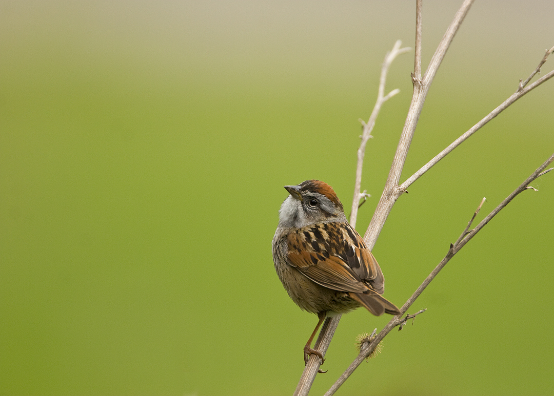 Swamp Sparrow