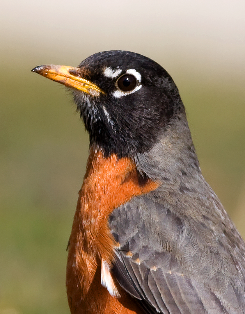 American Robin