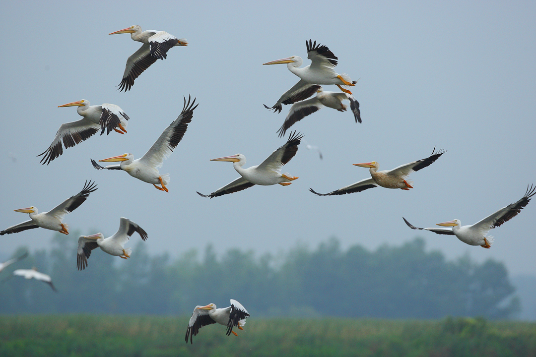 American White Pelicans