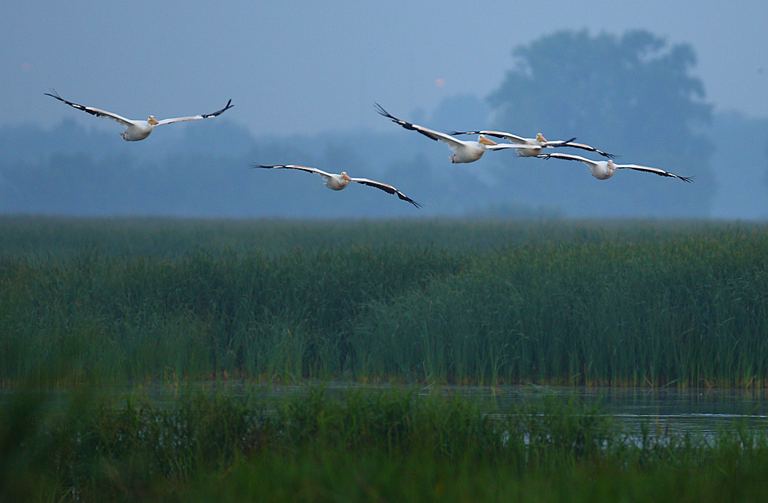 American White Pelicans