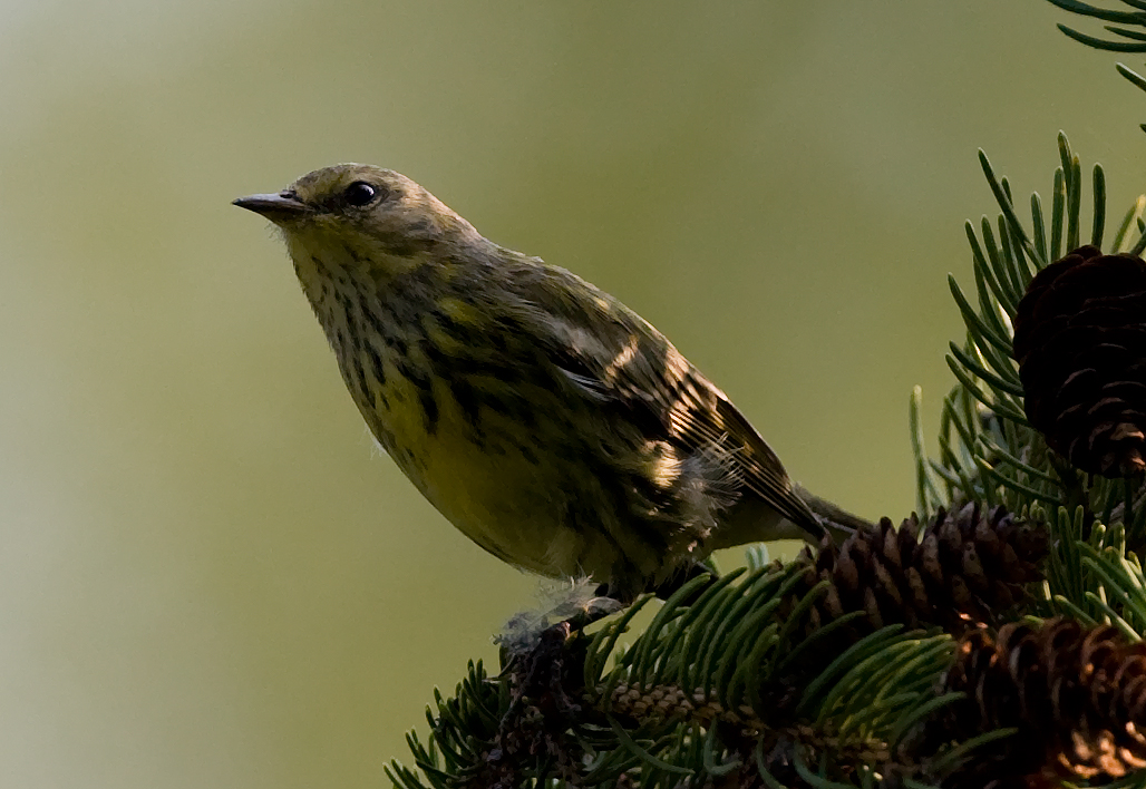 Cape May Warbler