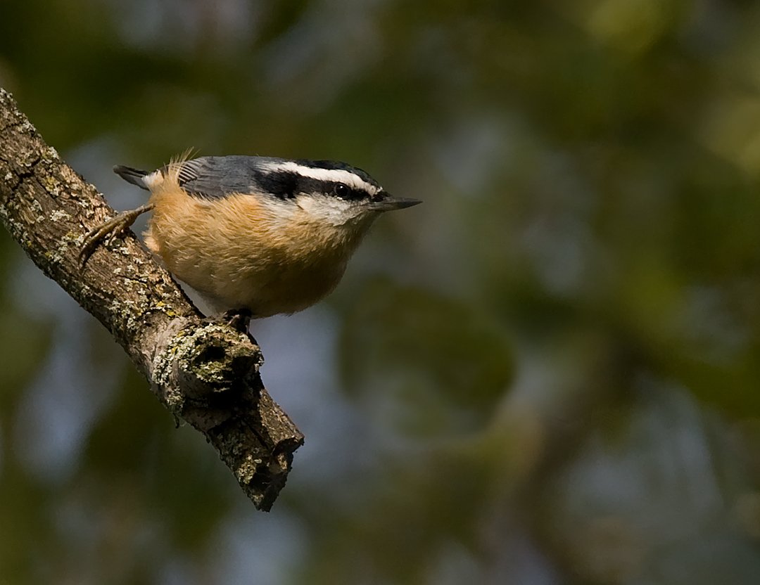 Red-breasted Nuthatch