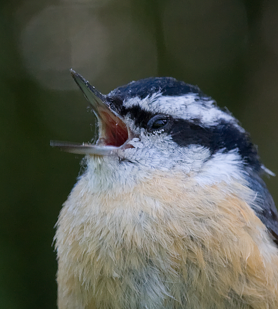 Red-breasted Nuthatch