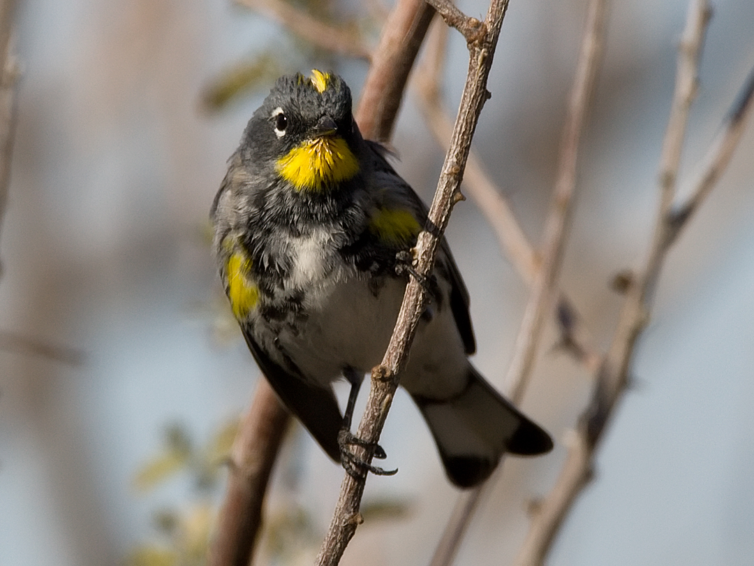 _I3W7704  Yellow-rumped Warbler