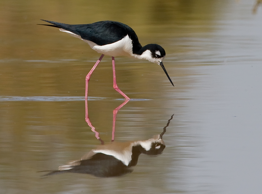 _I3W7860  Black-necked Stilt