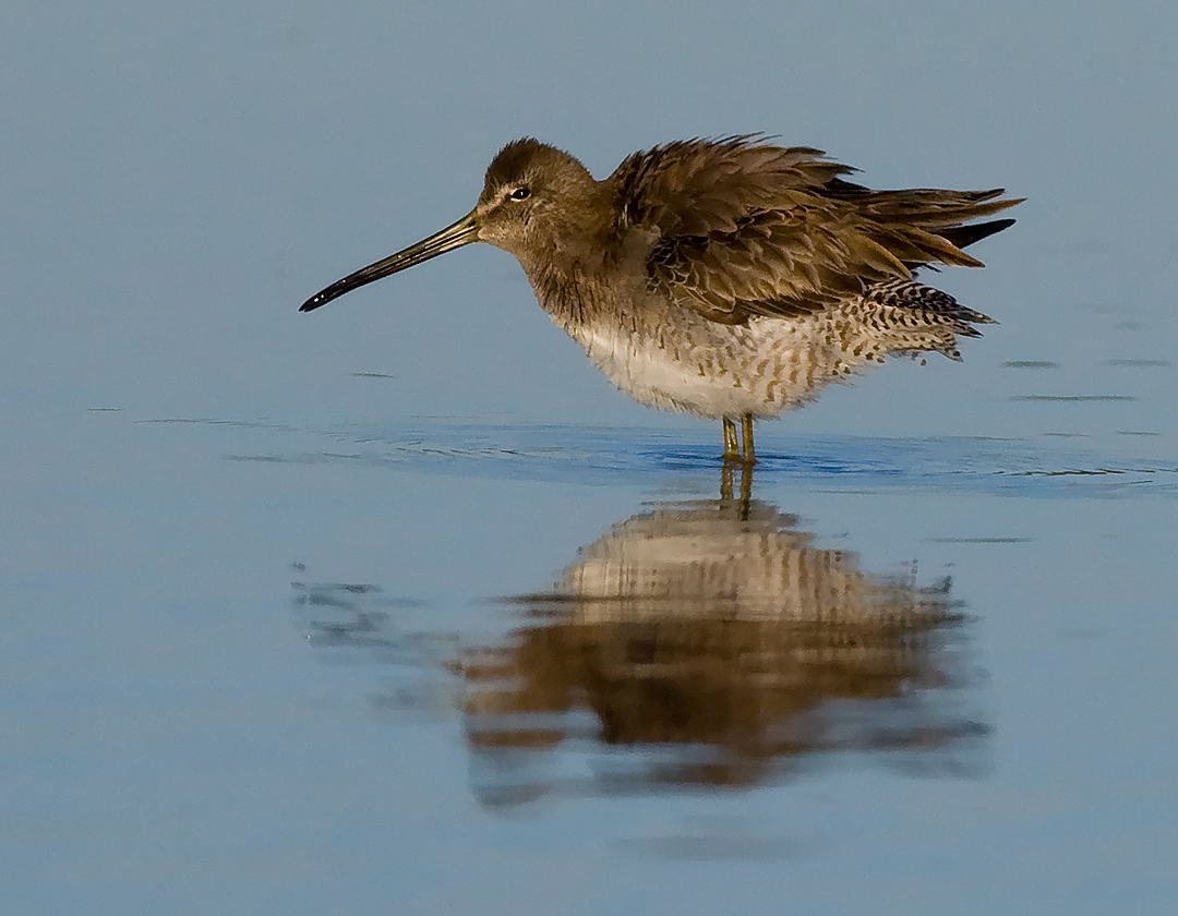 _I3W8183  Long-billed Dowitcher