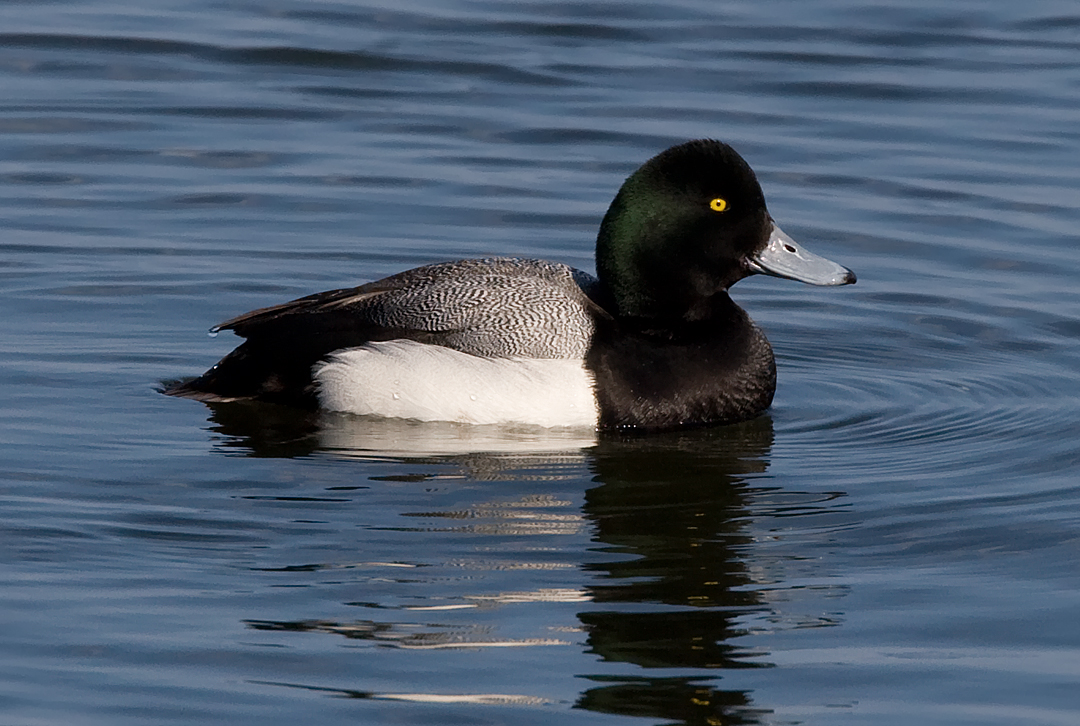 _I3W9675 Greater Scaup