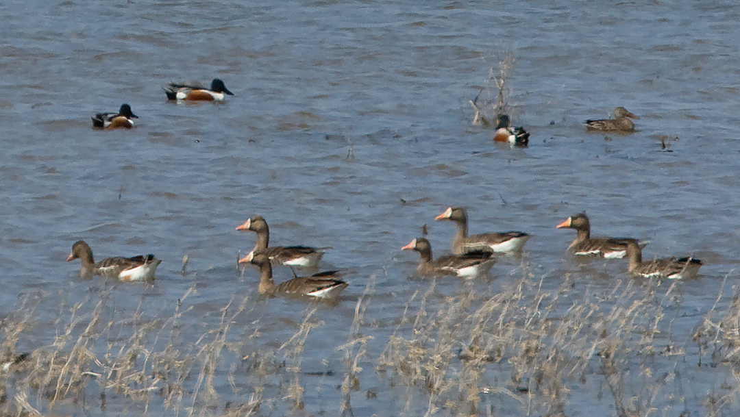 Greater White-fronted Geese