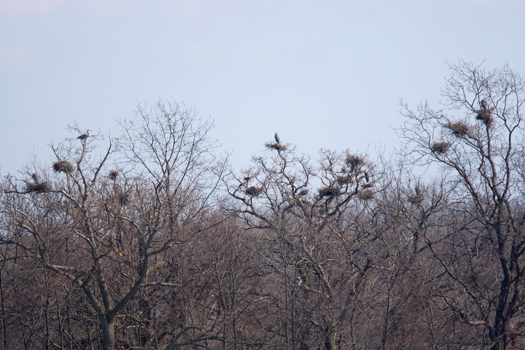 Heron Rookery