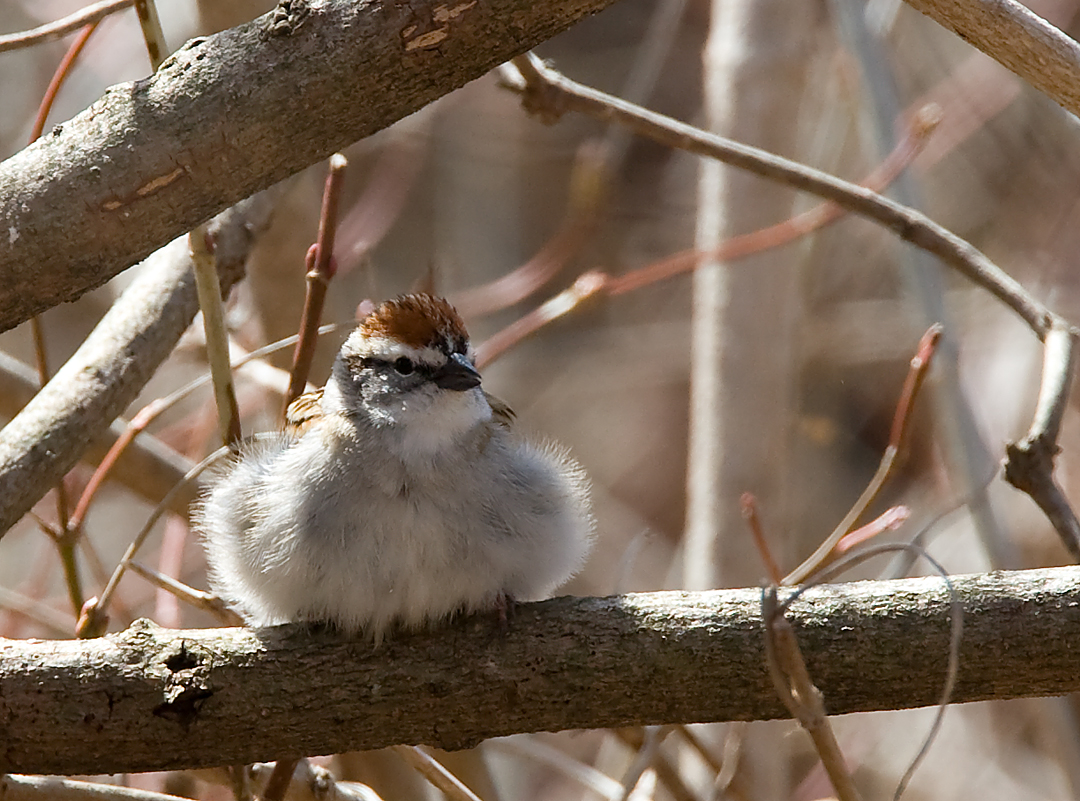Chipping Sparrow 0642