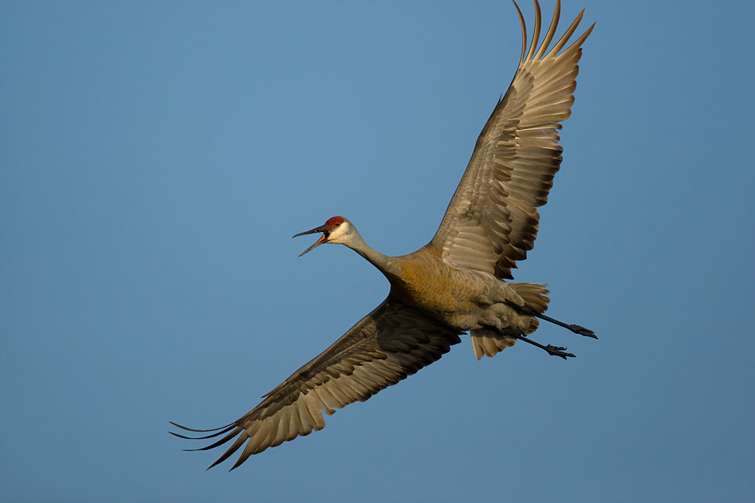 Sandhill Crane 0893