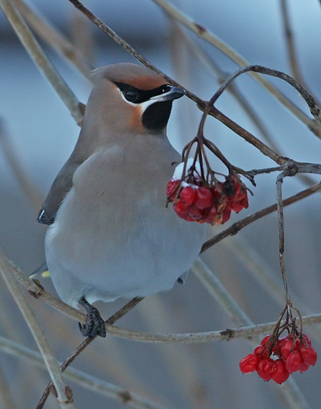 Pestvogel 3