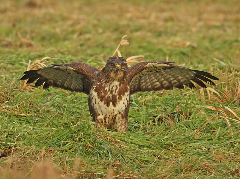 Buizerd 18