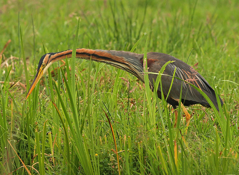 Purperreiger 2