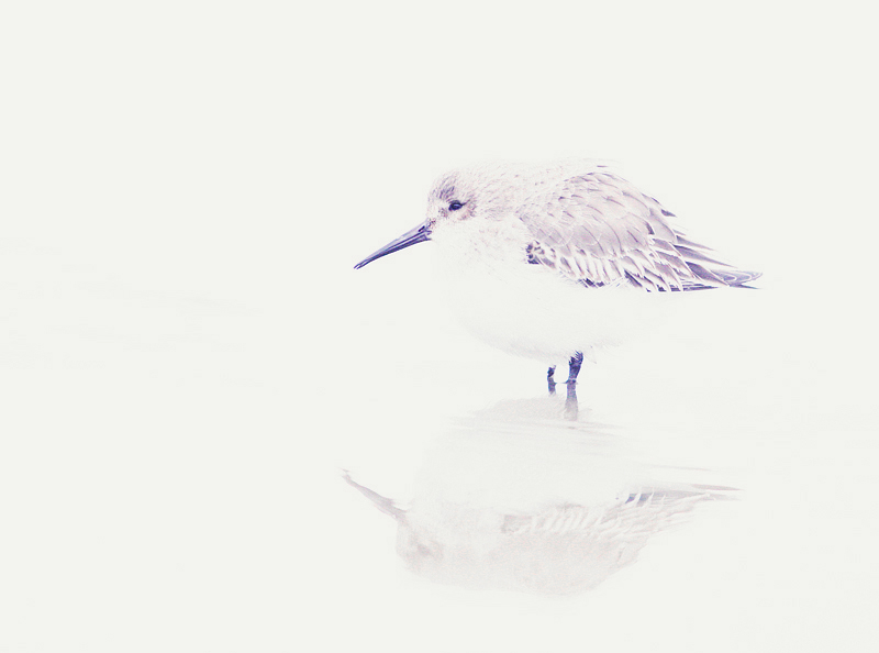 Bonte Strandloper high-key