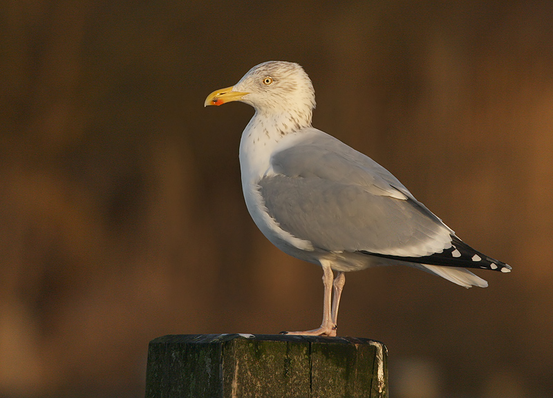 Zilvermeeuw 19