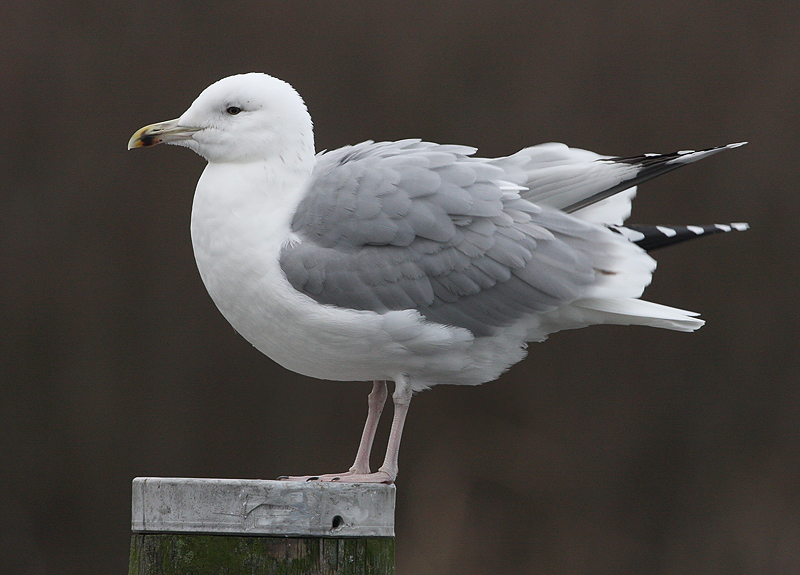 Pontische Meeuw 19