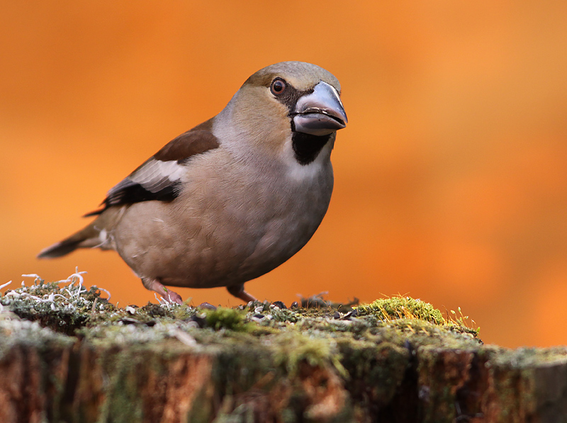 Appelvink 2