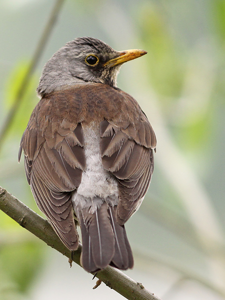Kramsvogel 3
