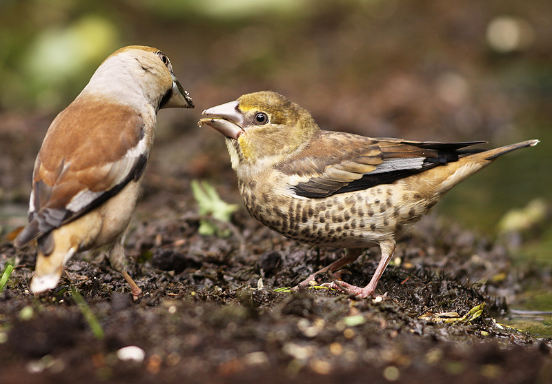 Appelvink 4