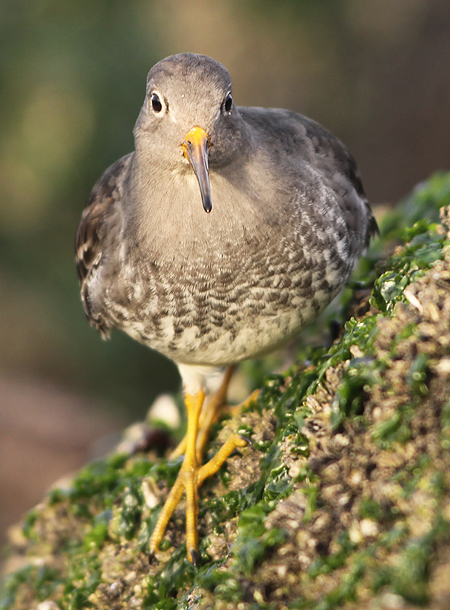 Paarse Strandloper frontal