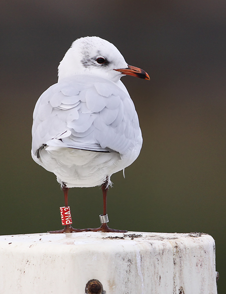 Zwartkopmeeuw PNA3