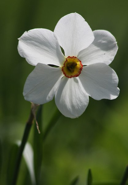 White Flower