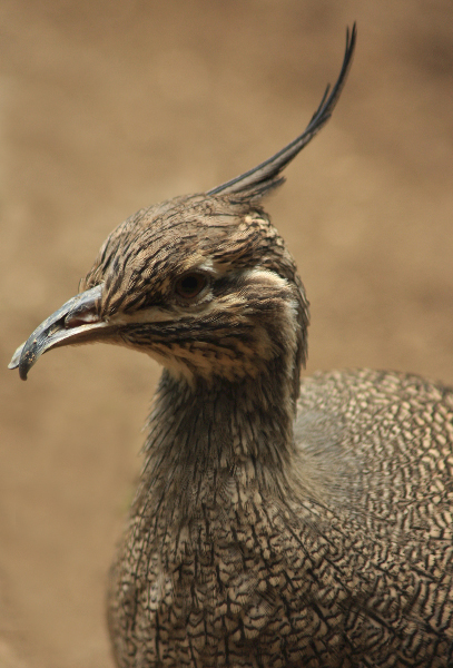 Water Fowl