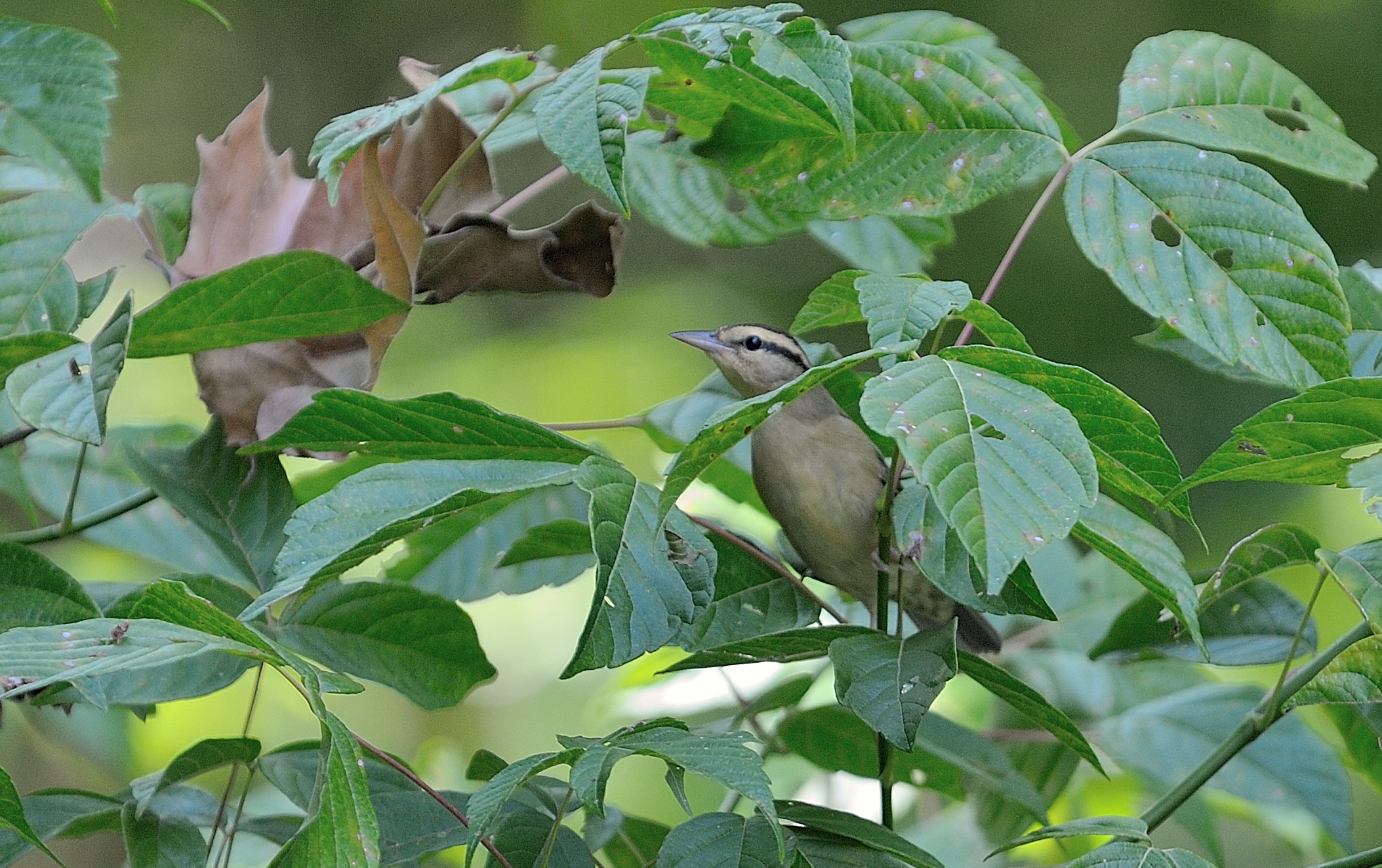 Worm-eating Warbler