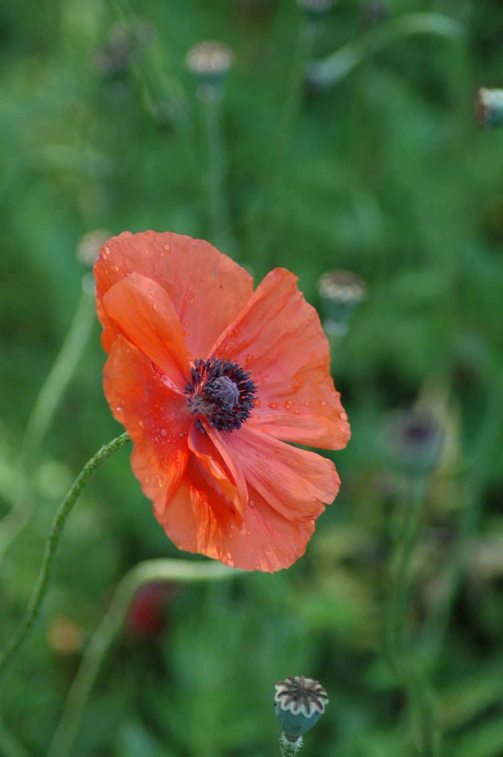 Corn Poppy