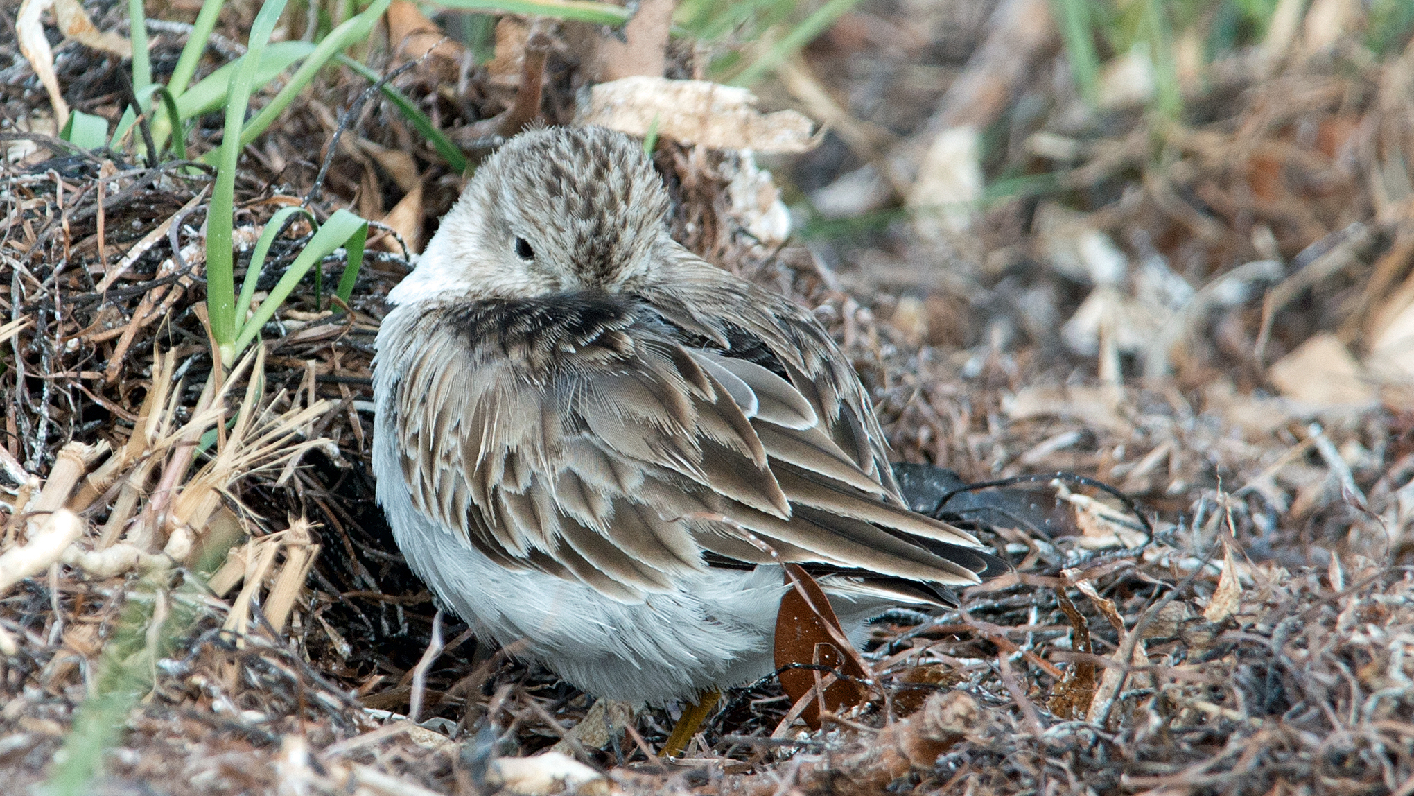 Least Sandpiper