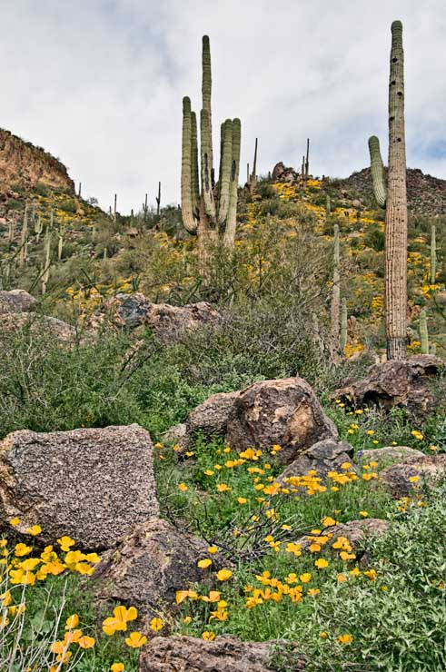 Wildflowers