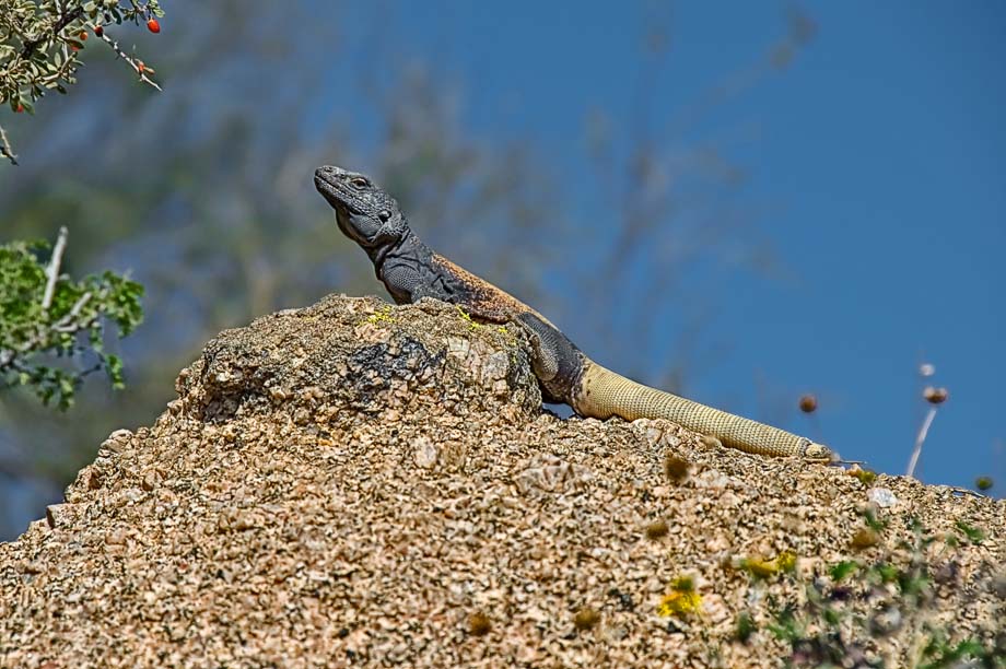 King of the chuckwalla hill