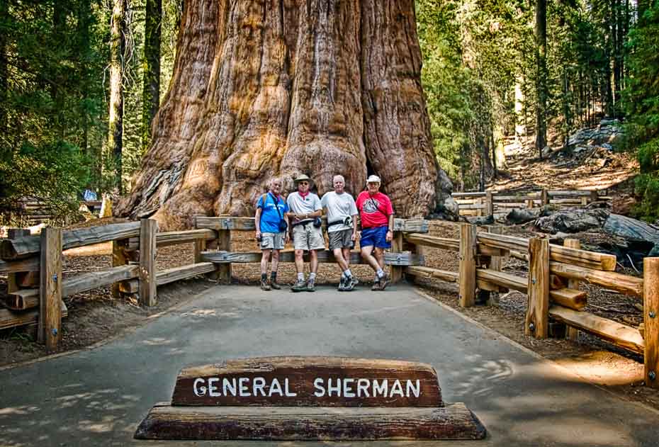 General Sherman tree