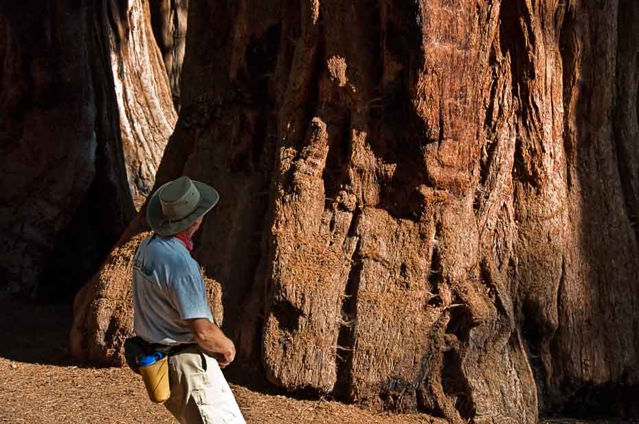 Giant sequoias