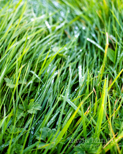 Oct 10: Wet Grass