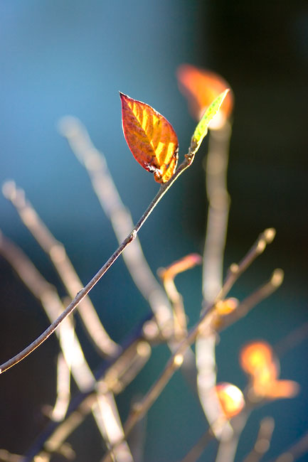 most leaves are gone now