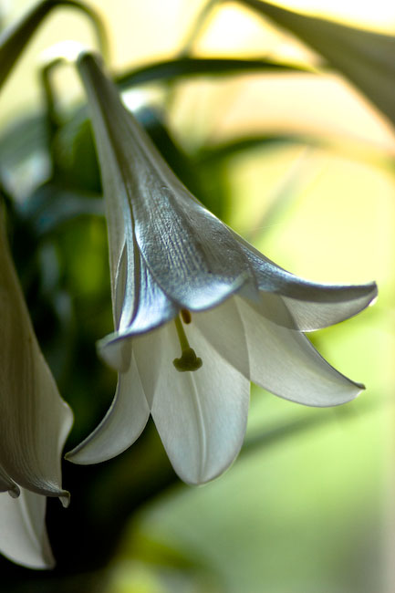 lilly