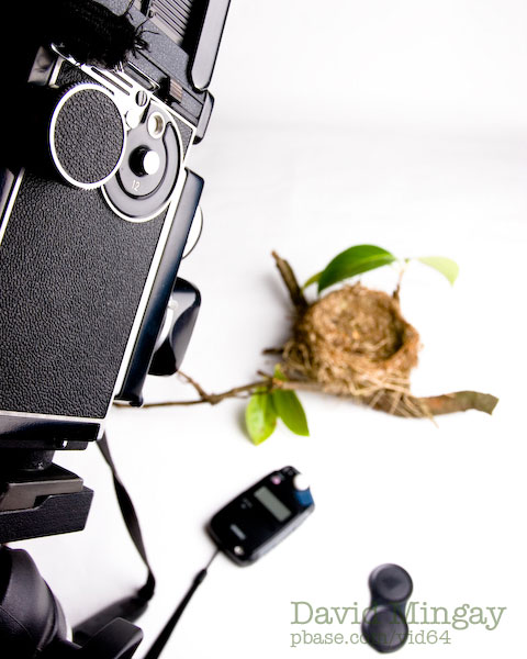 Mar 9: Shooting Birds Nests